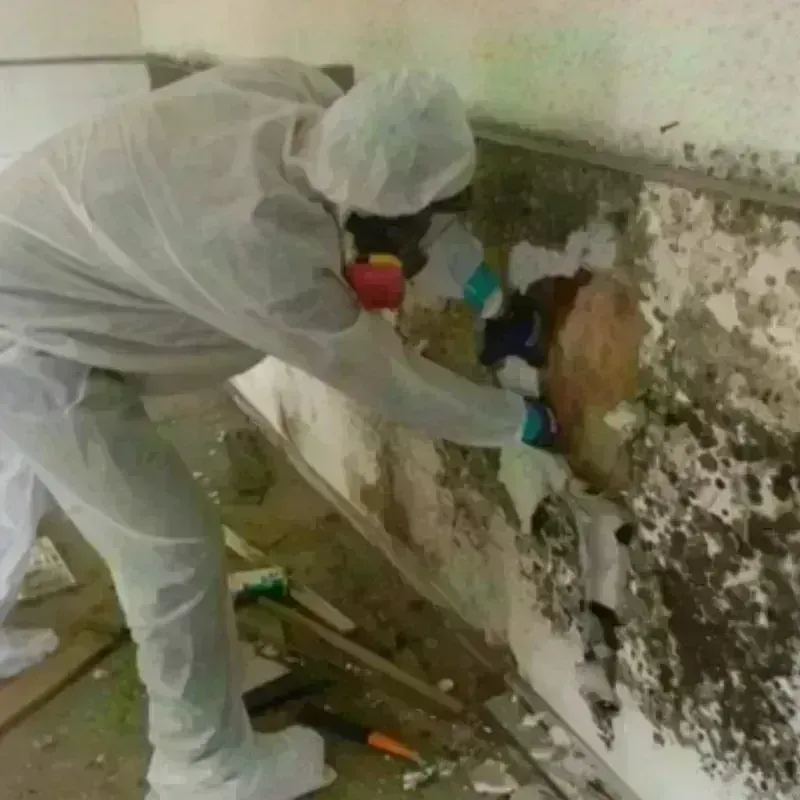 Mold Remediation and Removal in El Verano, CA